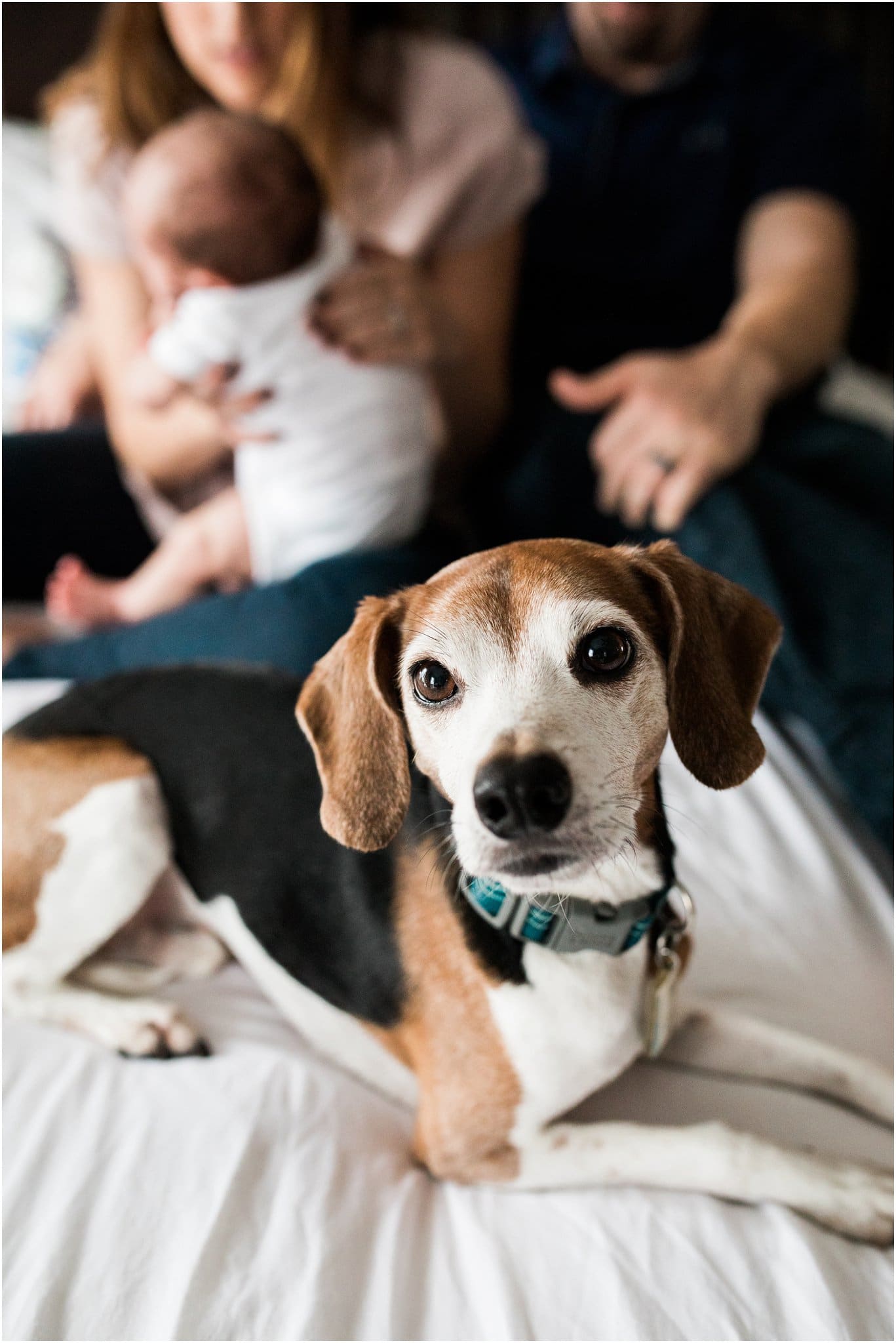 family dog at in home newborn session 