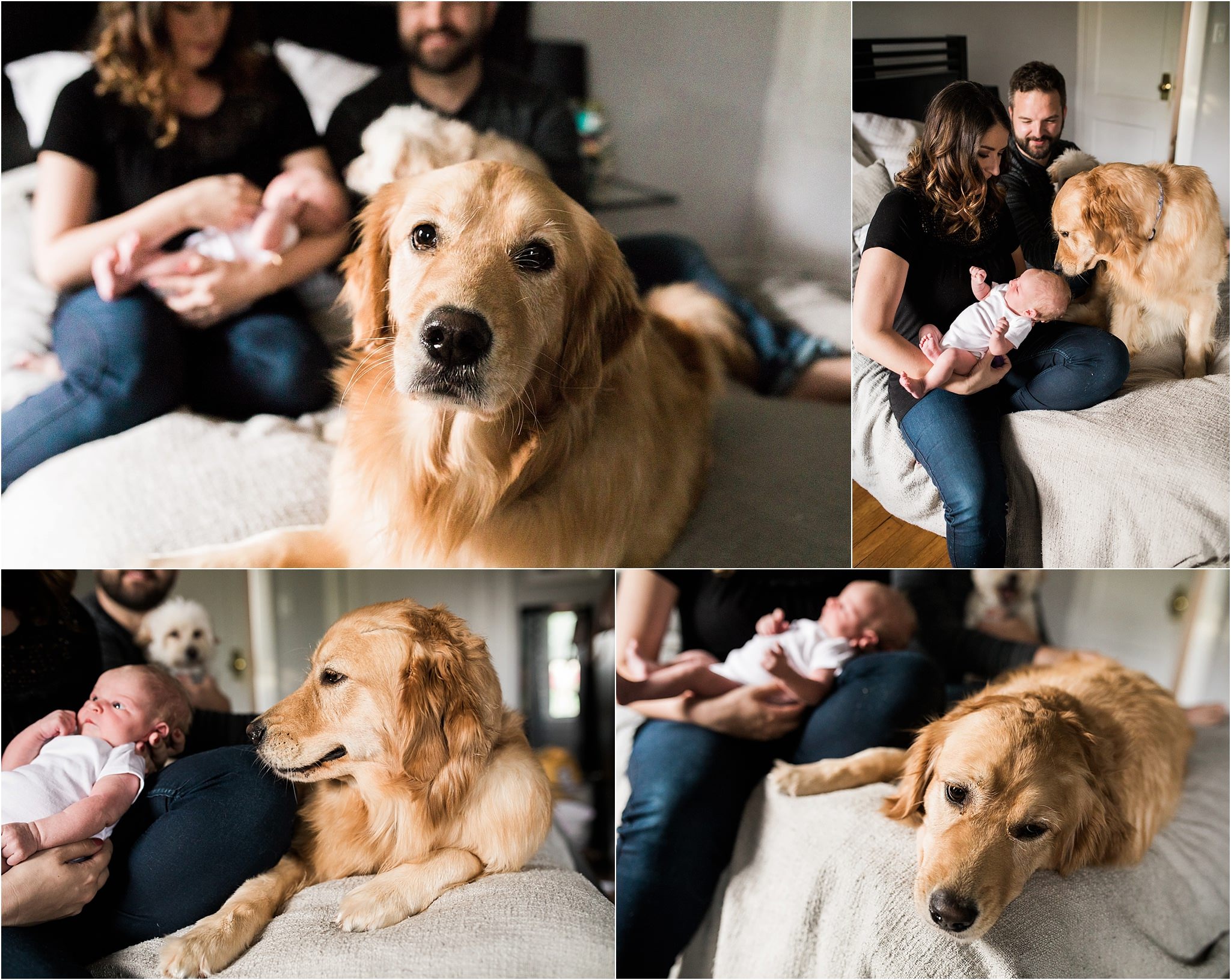 family dog photos with newborn baby