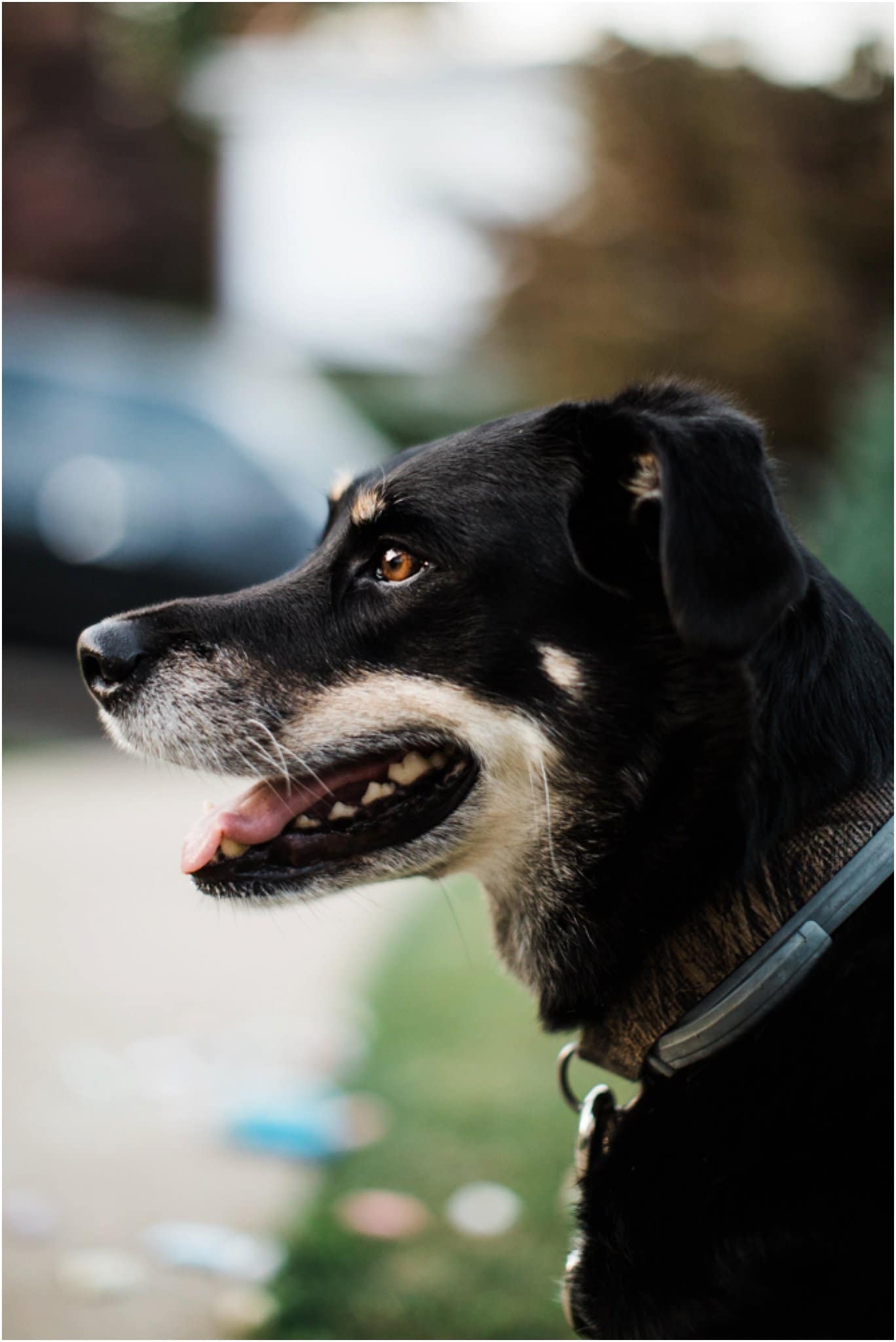 family dog portrait