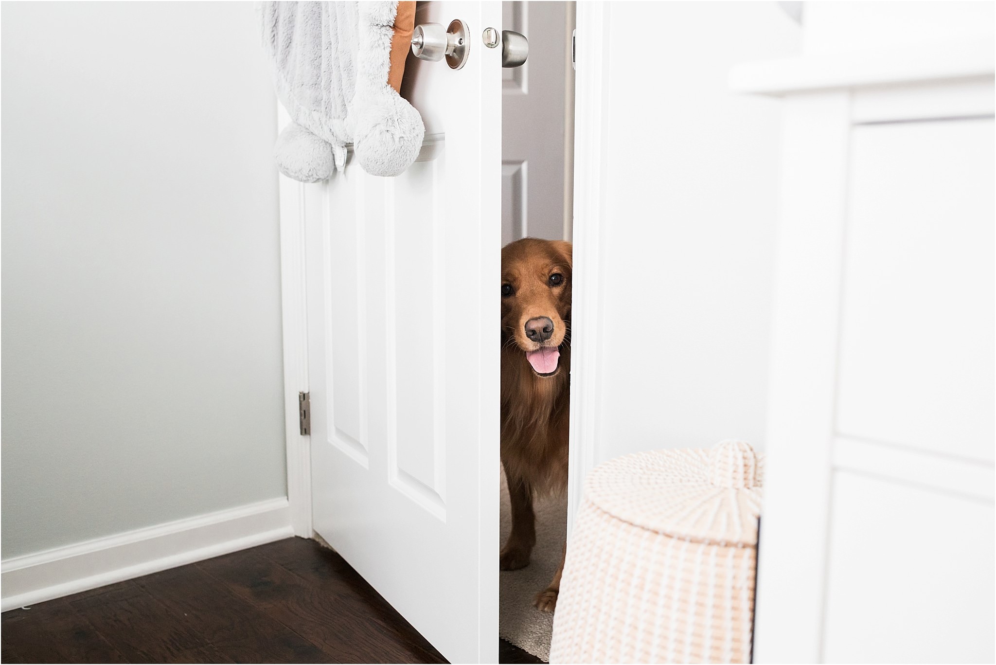 golden retriever at family newborn session