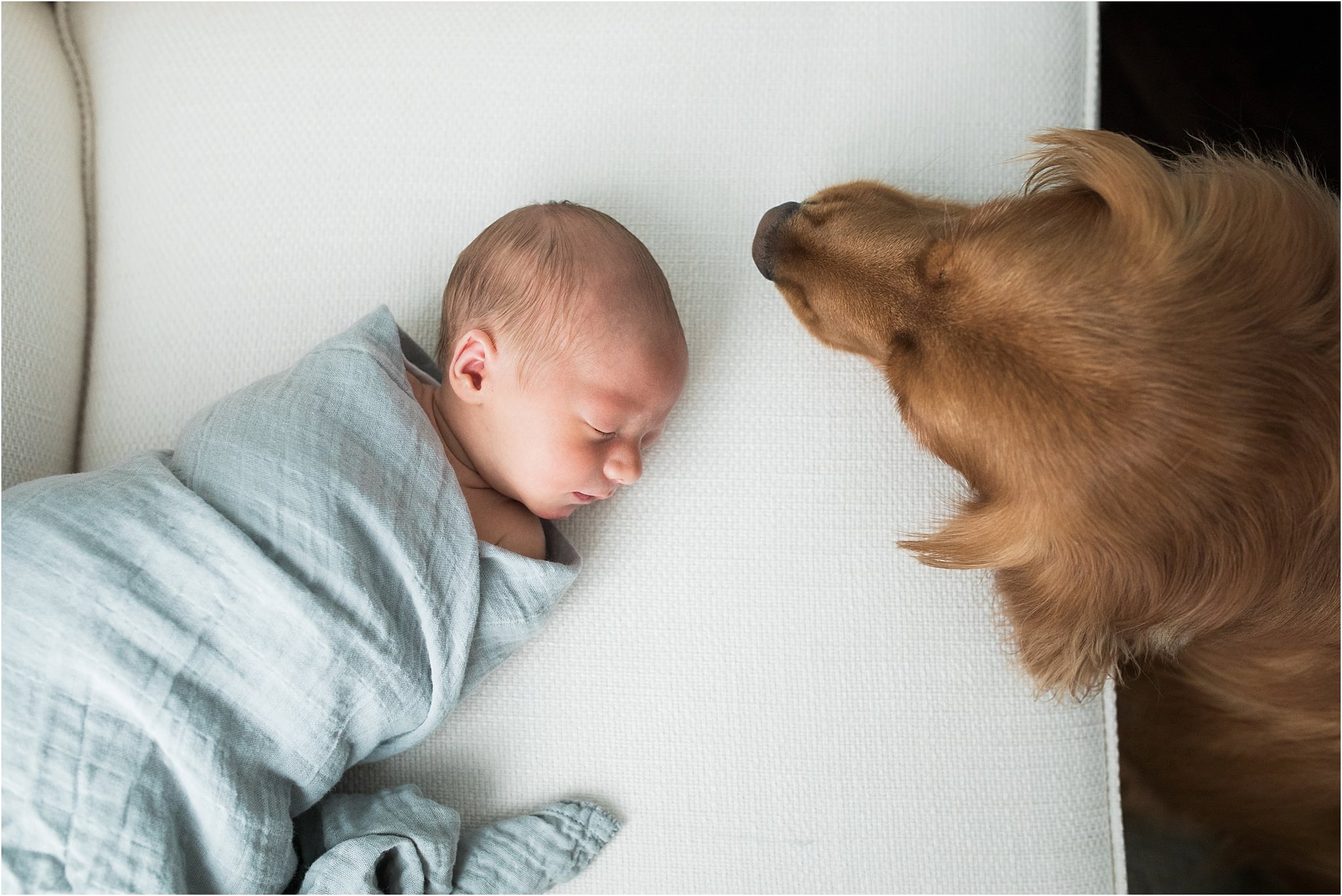 family golden retriever with newborn