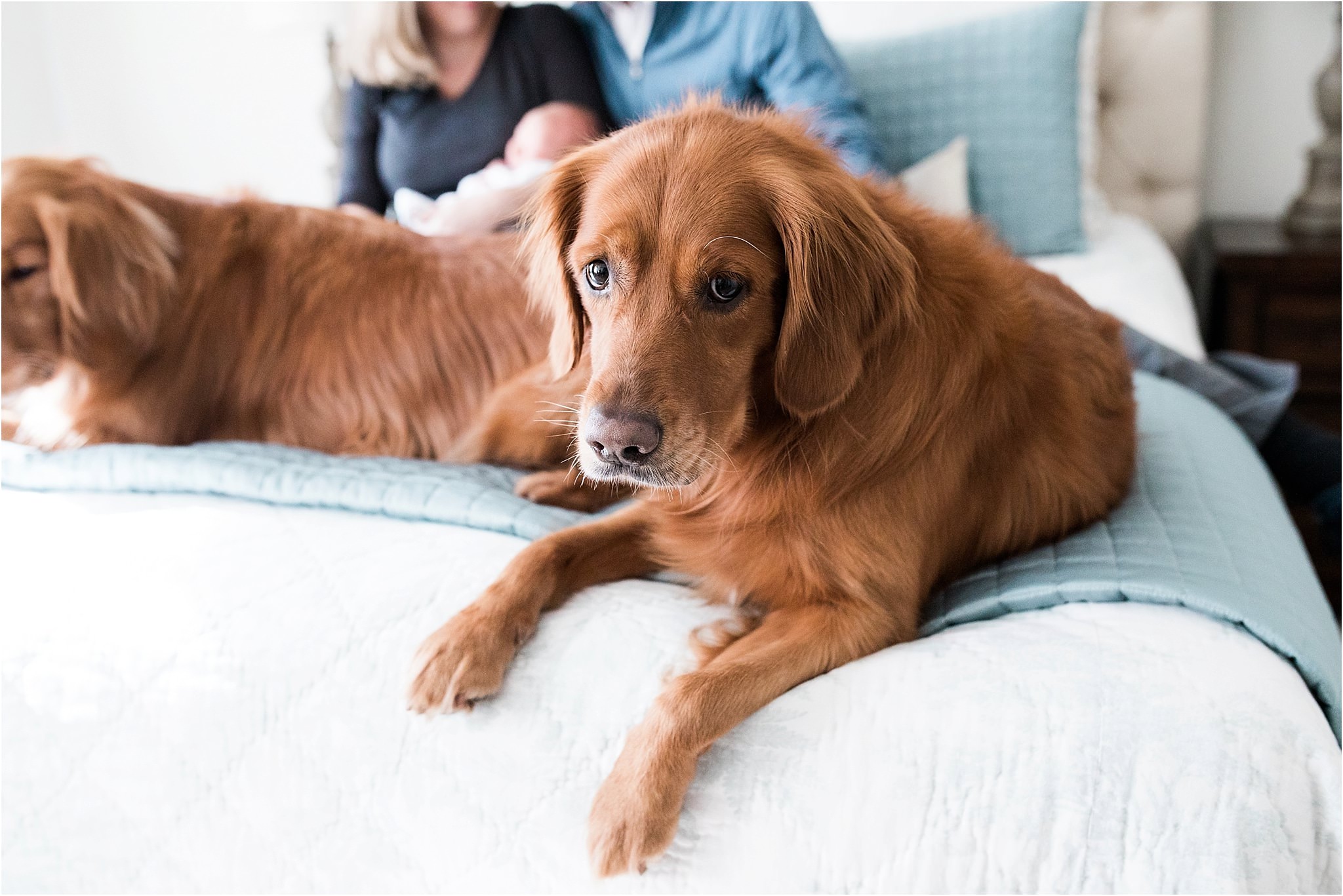 golden retrievers and parents holding newborn baby