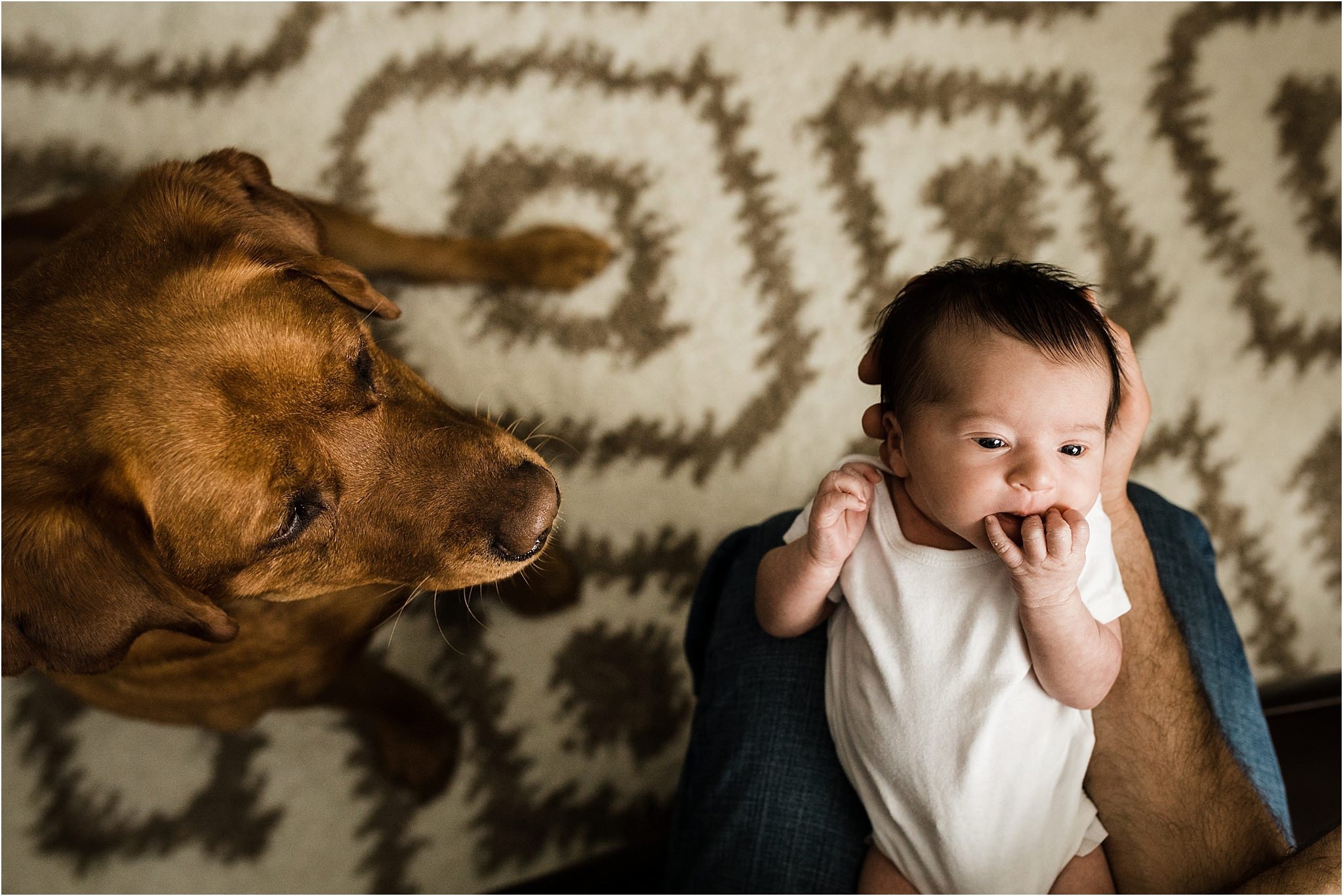 family fur baby looking at new baby