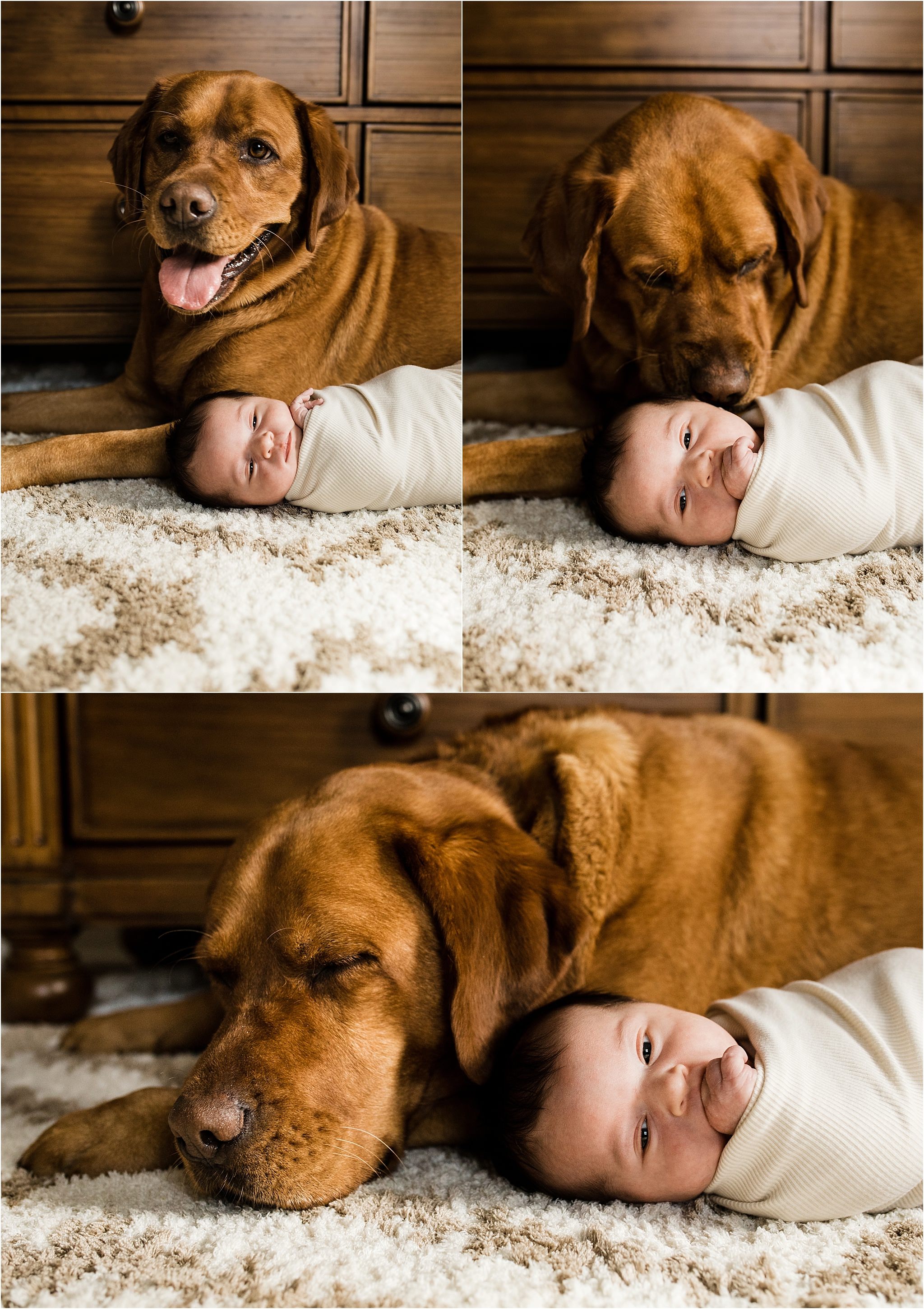 newborn photo with family dog