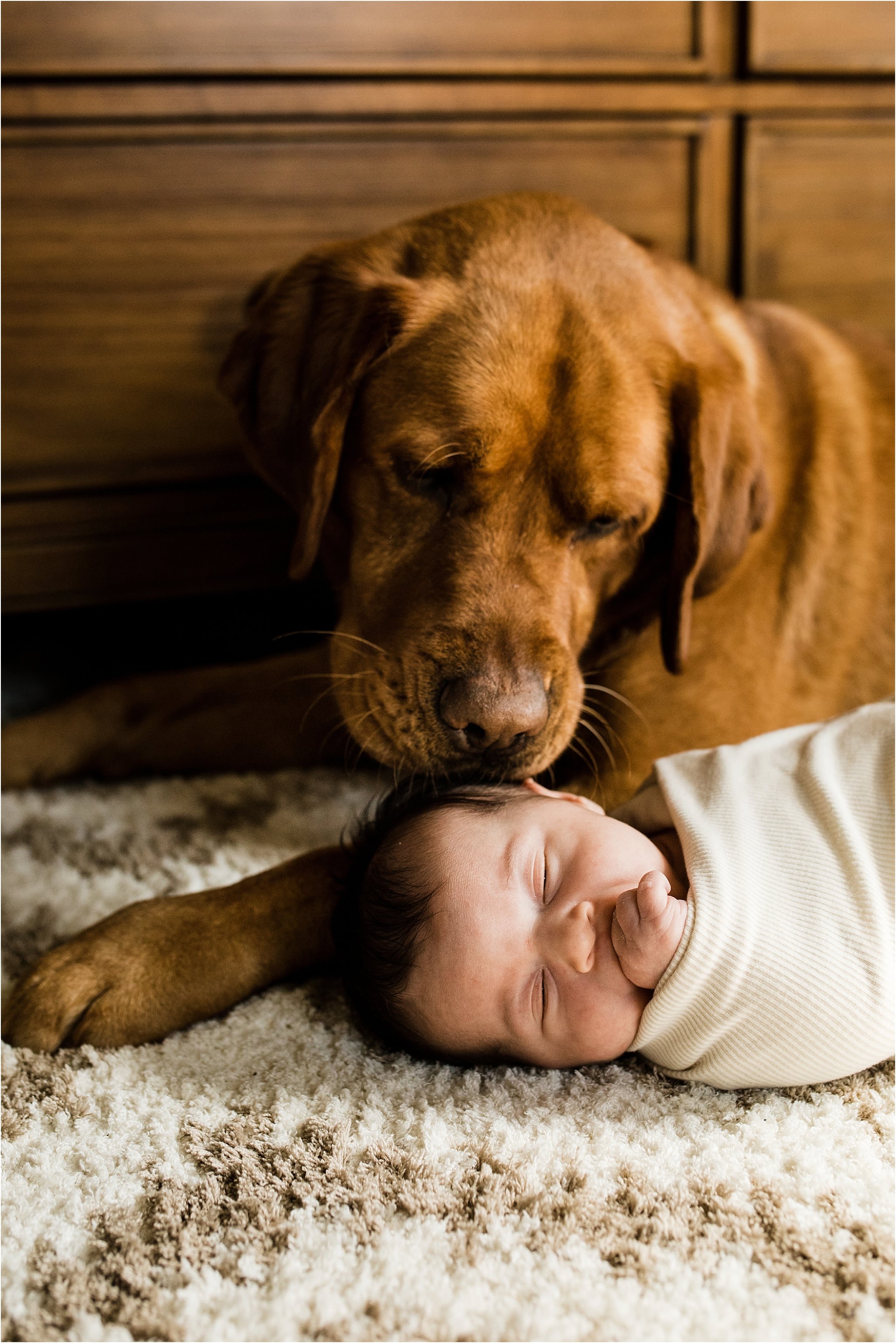 newborn photo with family dog
