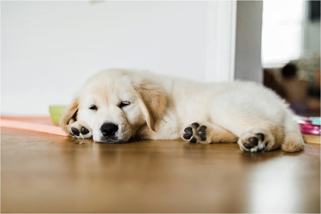 10 week old english golden retriever