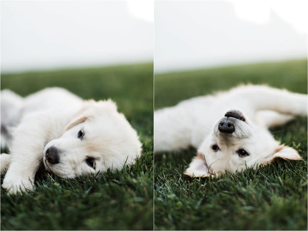 10 week old english golden retriever 