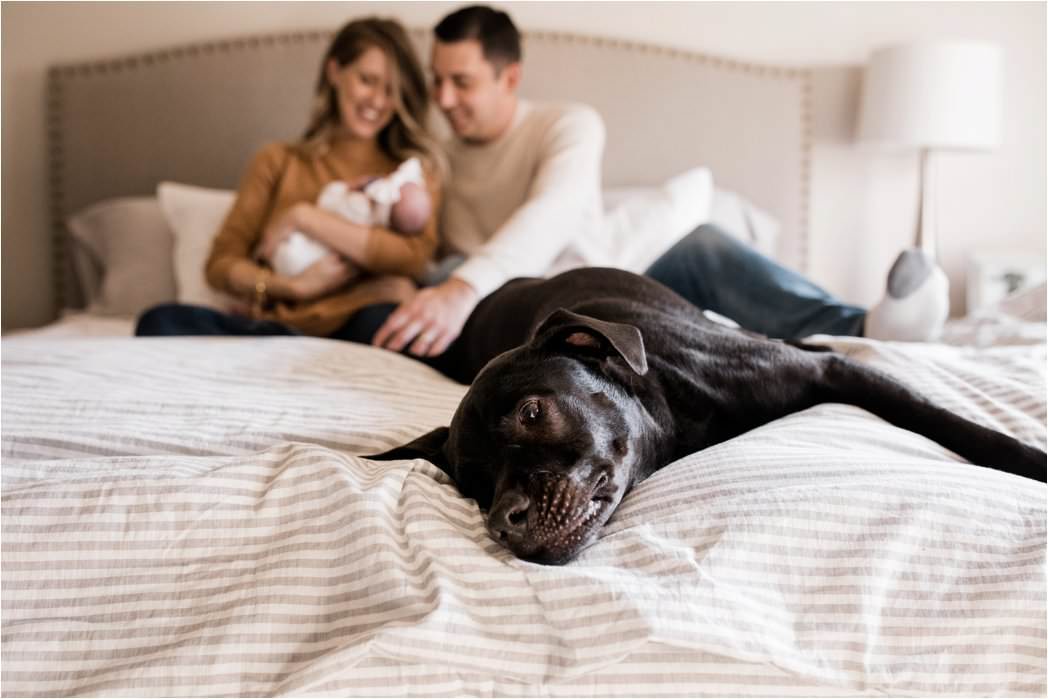 family dog stretching on bed during at home newborn session