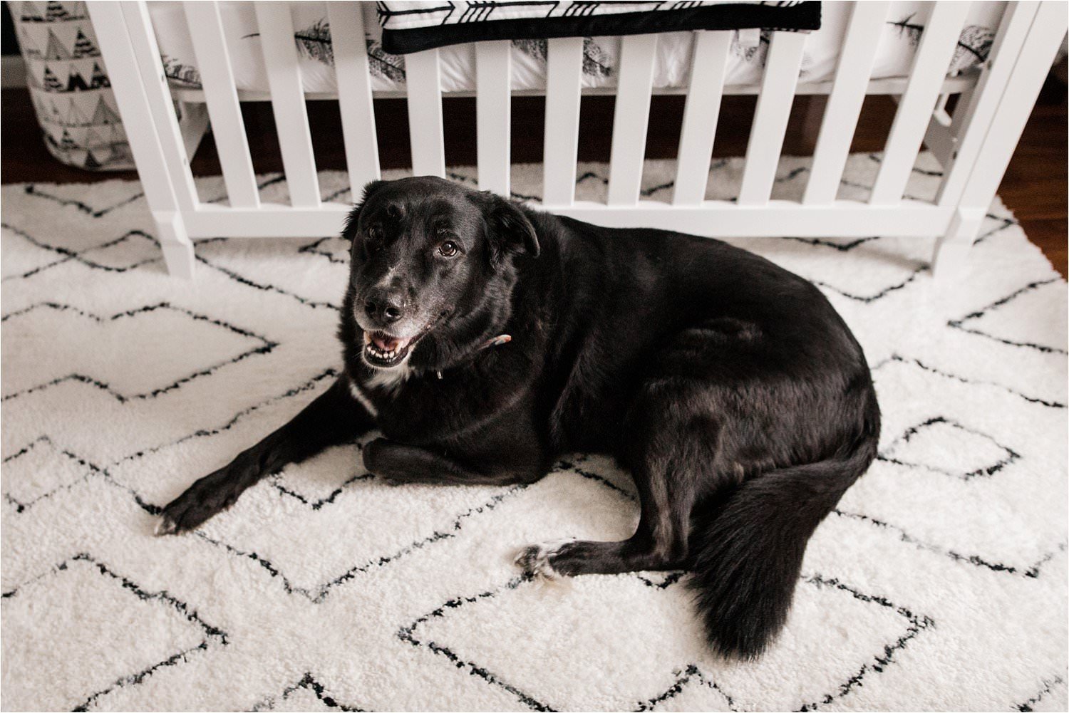 family black lab protecting crib at family newborn session